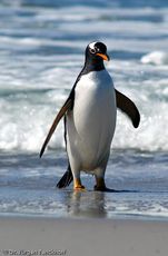 Eselspinguin (82 von 97).jpg